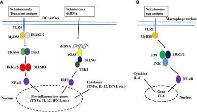 Pattern recognition receptor signaling and innate immune responses to schistosome infection